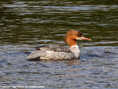goosander